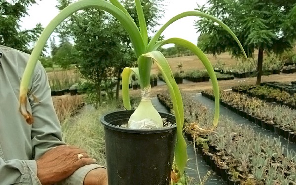 Птицемлечник в горшке Птицемлечник в горшке