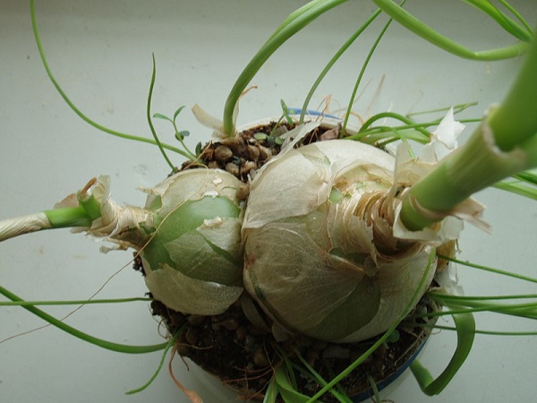 Большие луковицы растения Большие луковицы растения