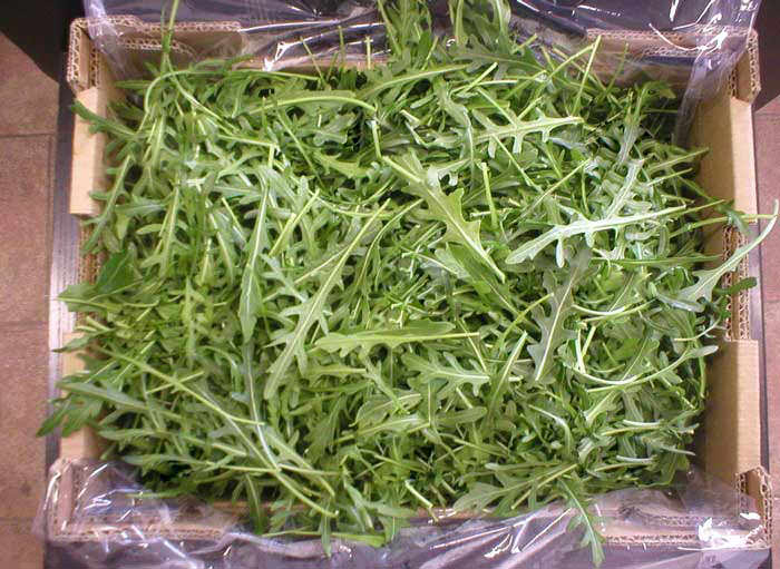 Листья рукколы в ящике Листья рукколы в ящике