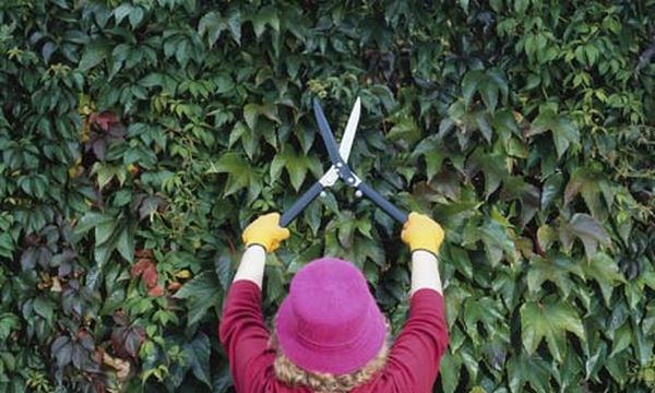 Нужно вовремя проводить обрезку винограда Нужно вовремя проводить обрезку винограда