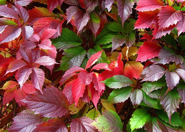 Для девичьего винограда характерны остроконечные листья Для девичьего винограда характерны остроконечные листья