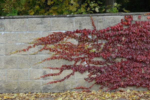 Виноград девичий нужно подкармливать Виноград девичий нужно подкармливать