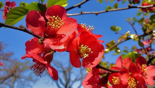 Chaenomeles japonica (айва японская)