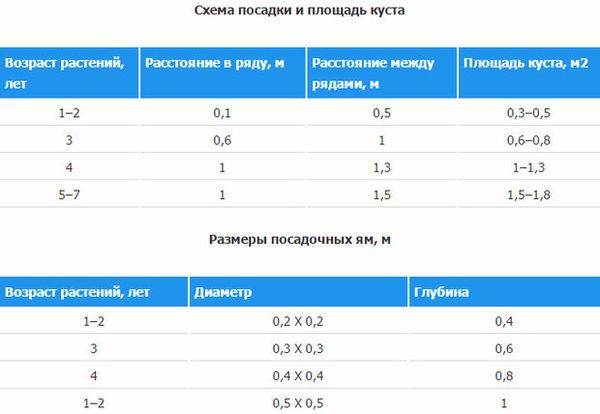 Схема посадки и размер посадочной ямы