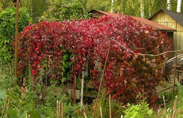 Сеять девичий виноград можно в любое время Сеять девичий виноград можно в любое время