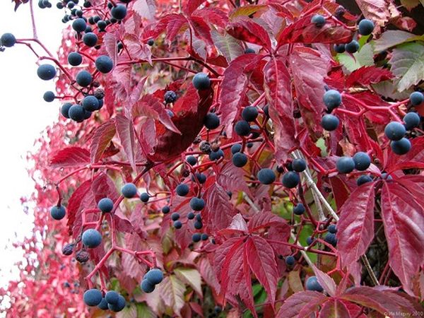 Популярный сорт Малиновое вино Популярный сорт Малиновое вино