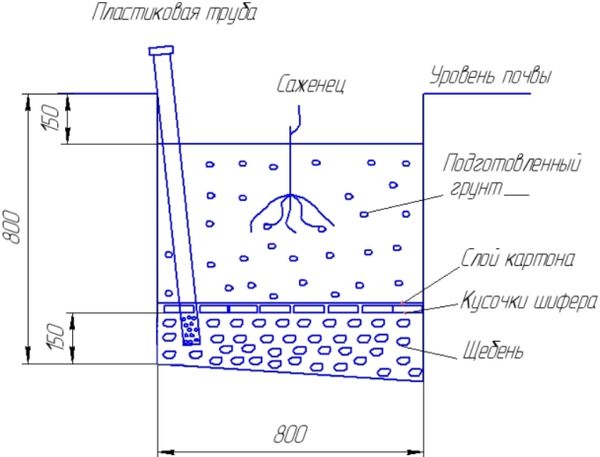 Схема посадки дикого винограда Схема посадки дикого винограда
