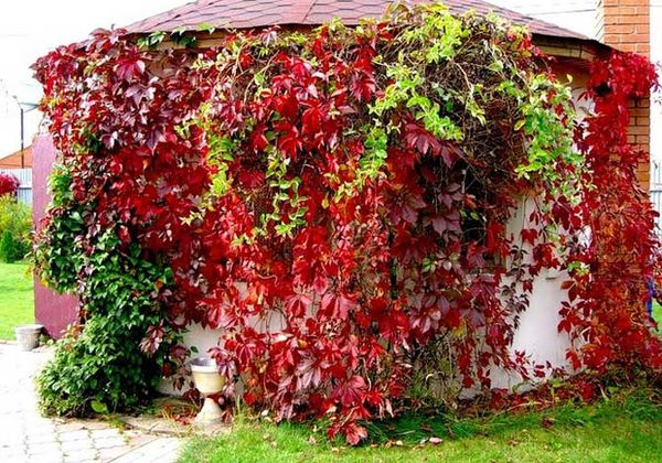 Не забывайте проводить обрезку винограда Не забывайте проводить обрезку винограда