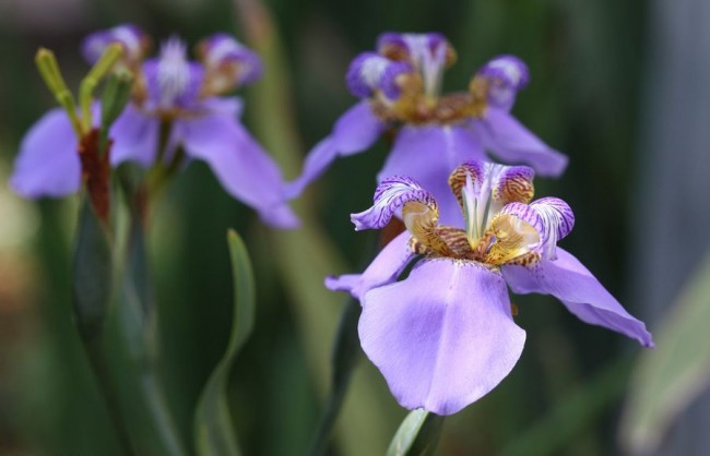 Цветы ирисы с лепестками нежно-фиолетового и тигрового цвета