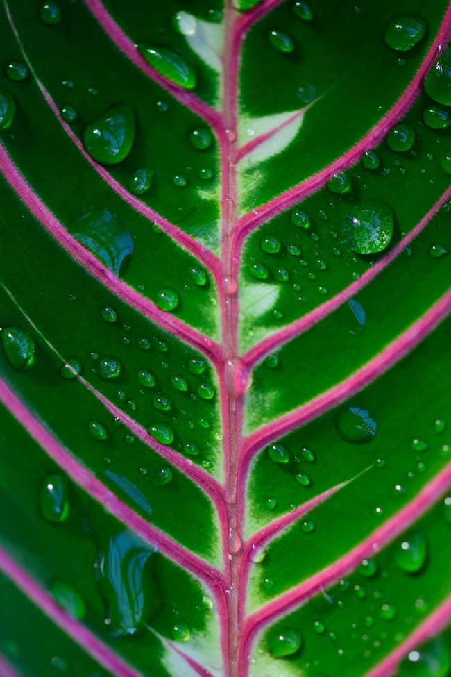 Необычные яркие малиновые прожилки листьев маранты