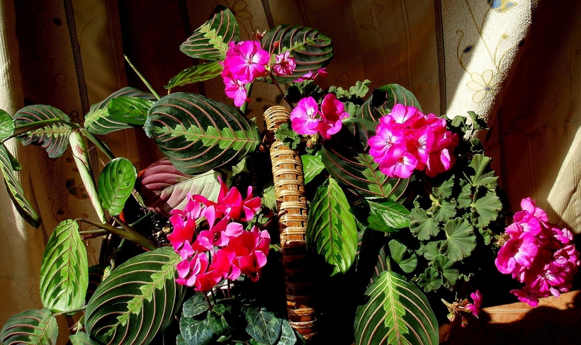 Маранта хорошо вписывается в различные интерьерные композиции из декоративных растений