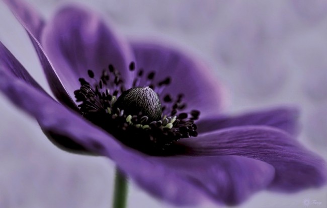 Экзотично выглядящая расцветка анемоны: фиолетовые лепестки и почти черная серединка
