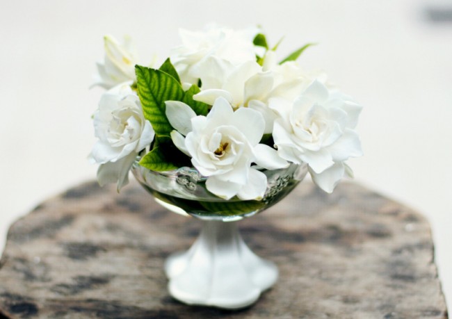 Гардения жасминовидная - очень декоративный цветок, заслуженное второе название которого "gardenia Augusta" (царственная)