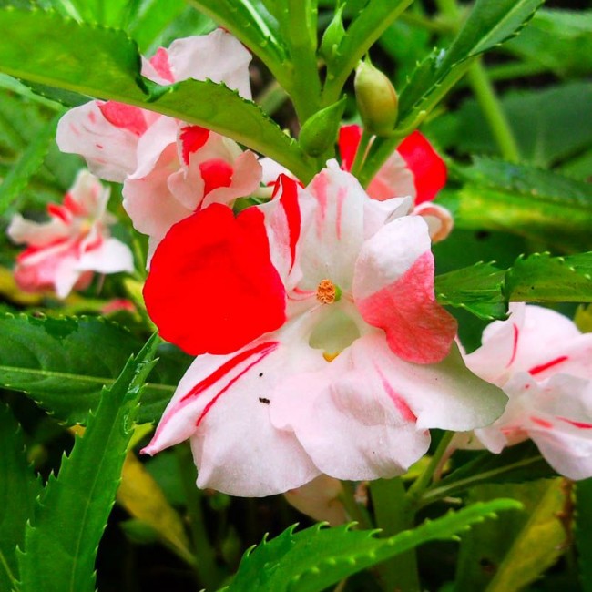 Бальзамин садовый с двухцветным окрасом цветка