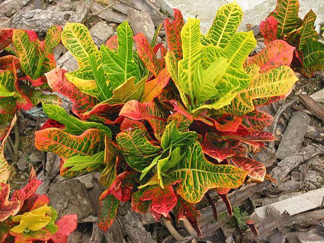 Вырезные листья в виде дубового листа