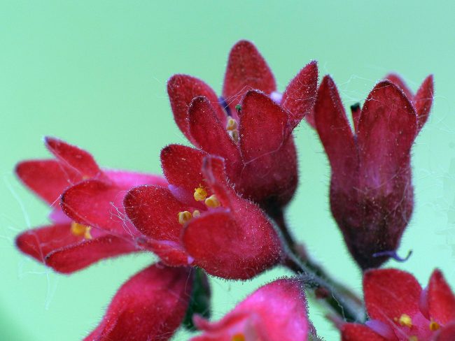 Макрофотография цветов гейхеры сорта рейчел