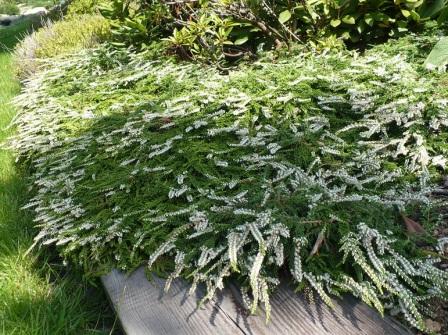 Calluna vulgaris 'White Lawn'