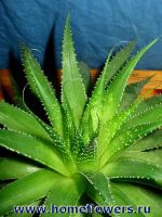 aloe aristata