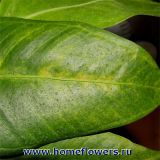 Желтеют листья антуриума