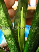 sansevieria, цветонос