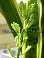 sansevieria, бутоны