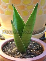 Sansevieria Peridot