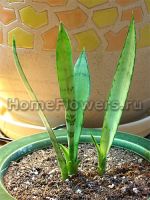 Sansevieria Silver Princess