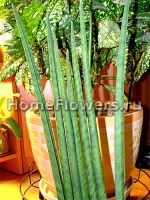 Sansevieria Sulcata (mikado)