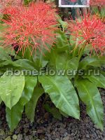 scadoxus multiflorus