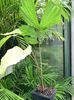 зеленый Комнатное растение Кариота (Рыбий хвост) фото (Деревья)