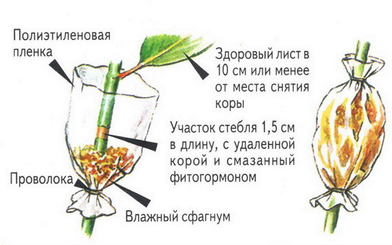 Черенкование