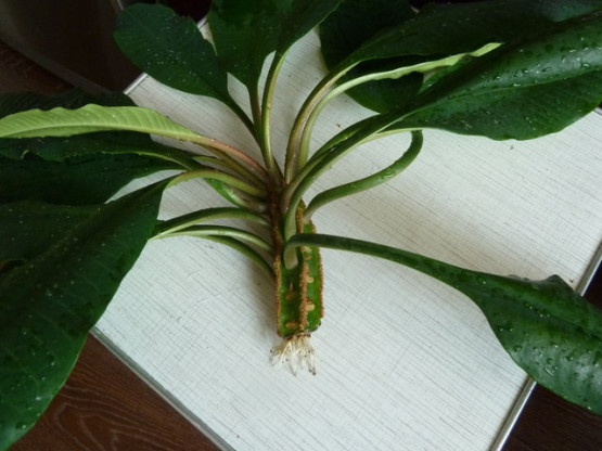 Черенок молочая