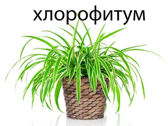 Хлорофитум