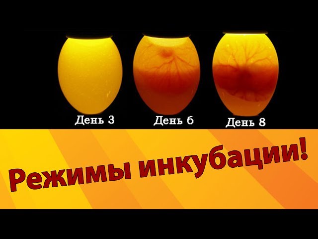 Какая температура должна быть в инкубаторе?