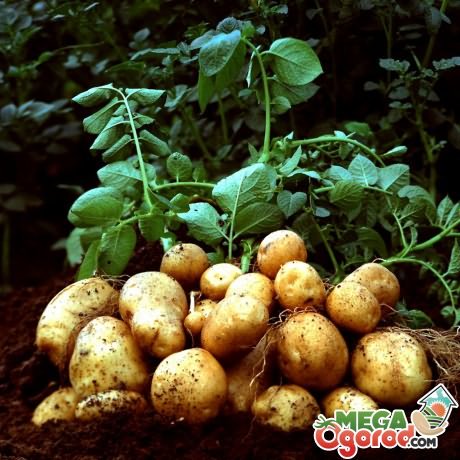 Характеристика клубня картофеля 
