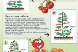 Этапы прищипки томатов