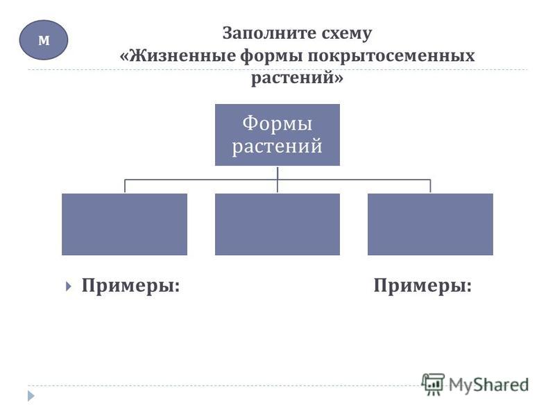 Заполните схему органы покрытосеменных растений.