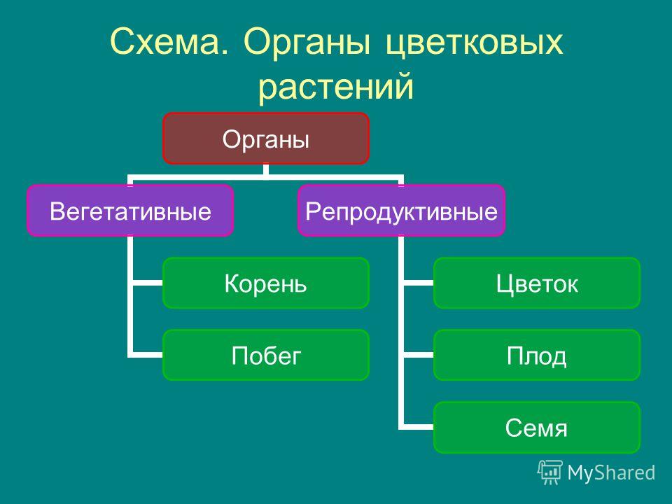 Заполните схему органы покрытосеменных растений.