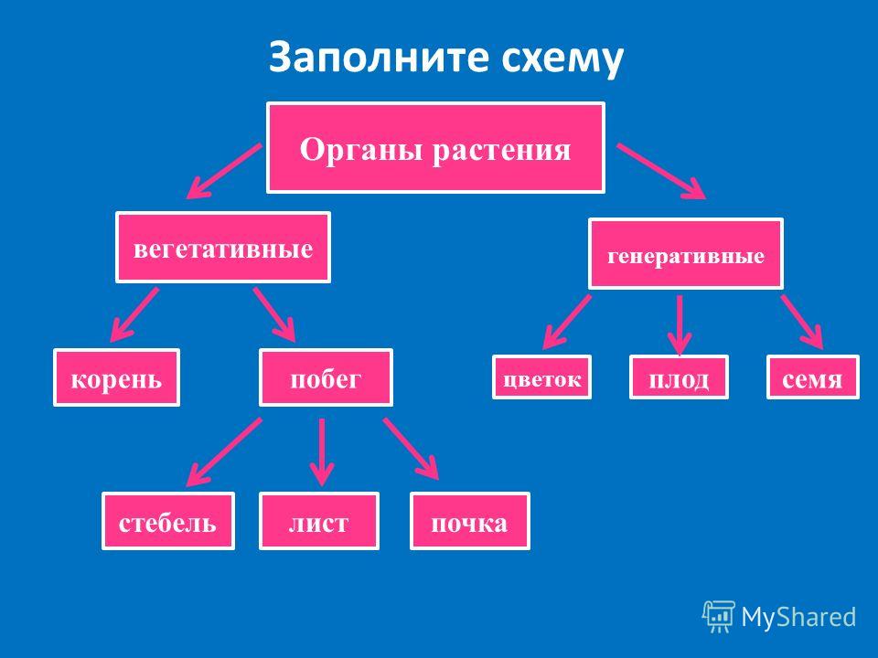 Заполните схему органы покрытосеменных растений.