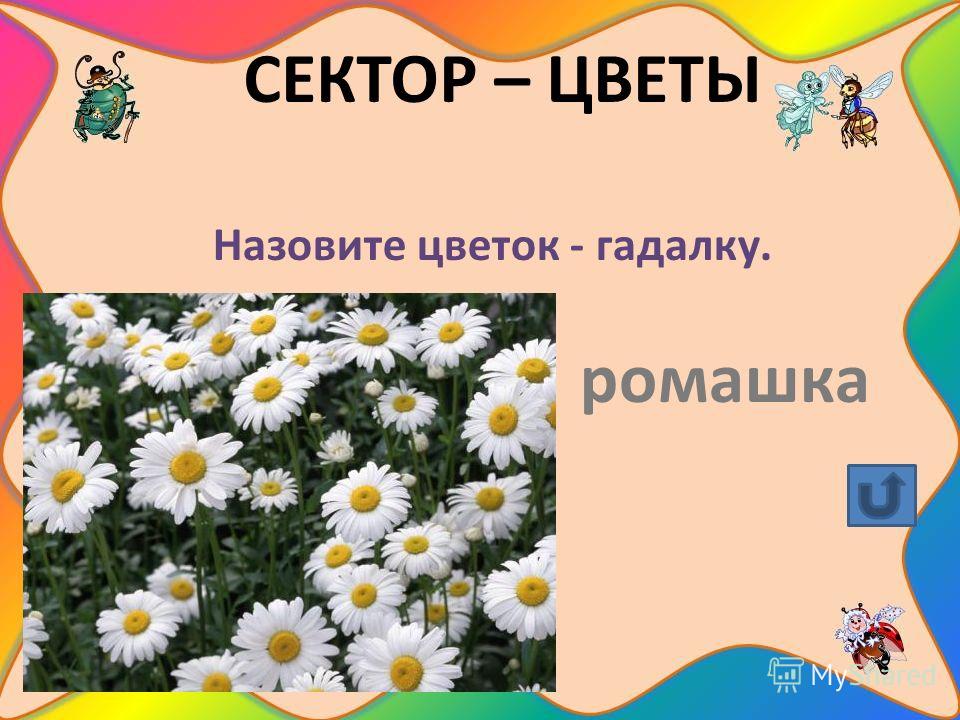 Что за цветок без листьев и цветет