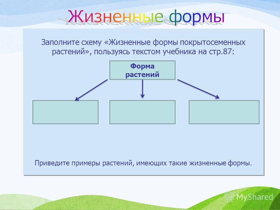 Схема строения цветкового растения.