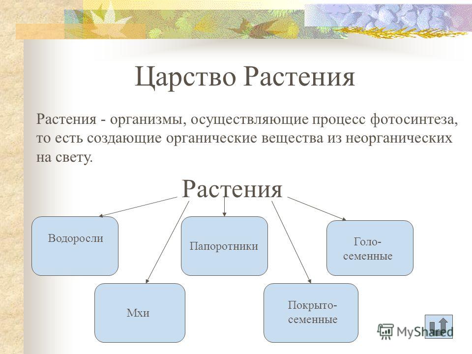 Царство животные таблица goroganin.