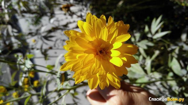 Цветок Рудбекия рассеченная (Золотые шары) фото