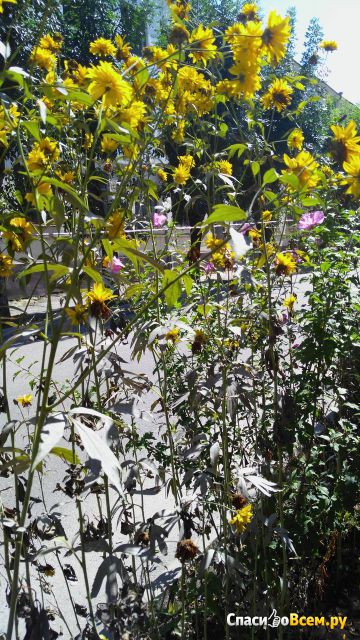 Цветок Рудбекия рассеченная (Золотые шары) фото