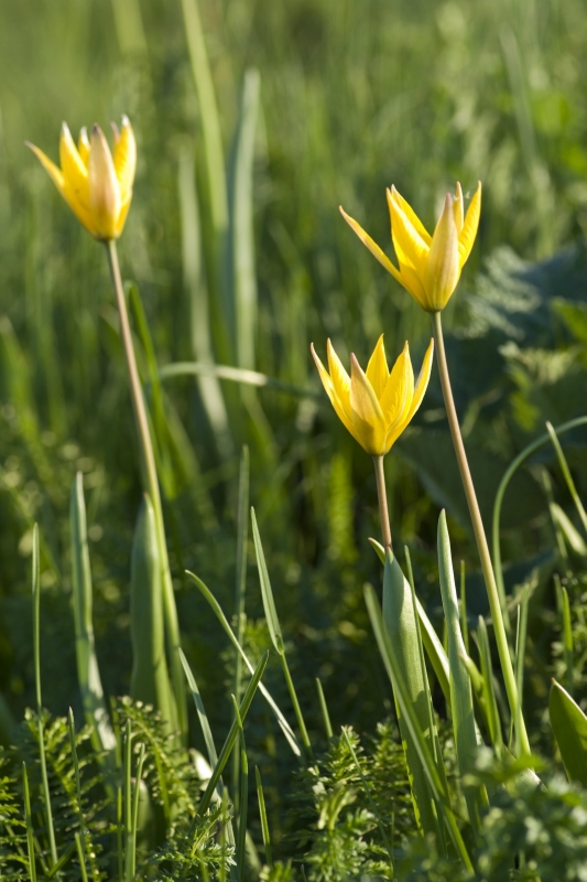 Заповедник Приокско-Террасный цветы и цветки