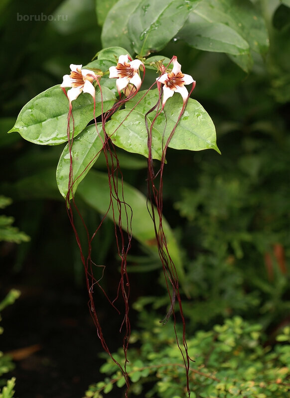 Строфант преуссии (Strophanthus preussii) в ботсаду Сингапура