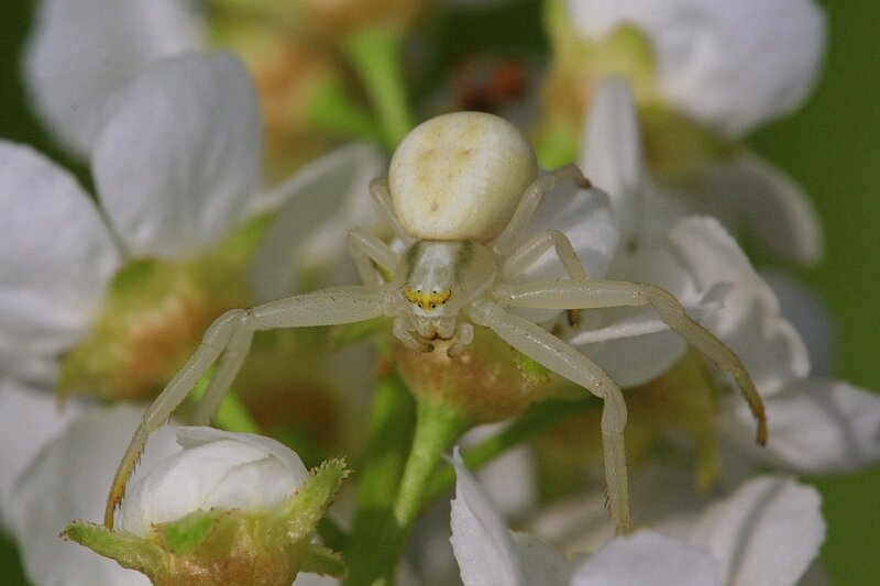 Белый цветочный паук мизумена косолапая (Misumena vatia) на цветке черёмухи поджидает добычу