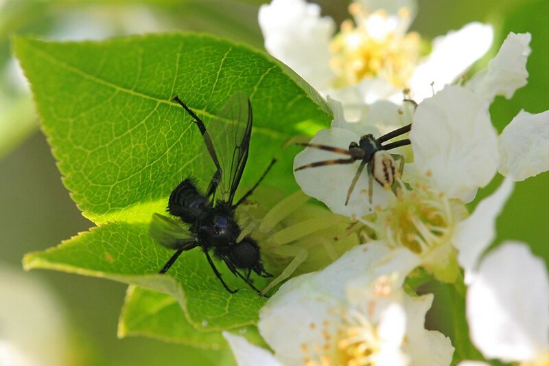 Белый цветочный паук мизумена косолапая (Misumena vatia) среди цветков черёмухи со свой добычей - комаром-долгоножкой и поджидающий рядом самец