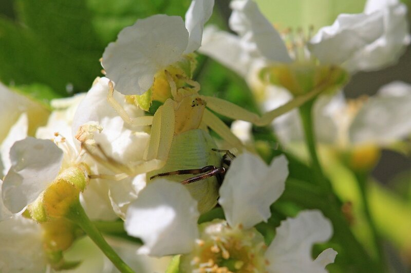 Жёлтый цветочный паук мизумена косолапая (Misumena vatia) крупная самка с более мелким самцом, сидящим у неё на брюшке среди цветков черёмухи