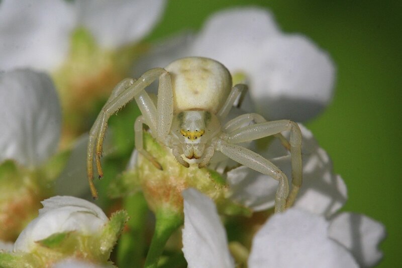 Белый цветочный паук мизумена косолапая (Misumena vatia) на цветке черёмухи поджидает добычу